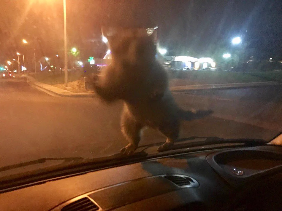 抑えきれない躍動感ｗｗｗパトカーに襲撃してきたアライグマがこちらｗｗｗ