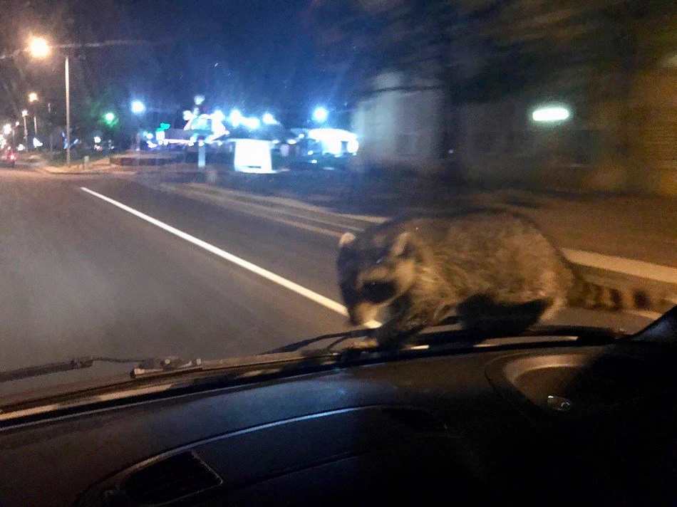 抑えきれない躍動感ｗｗｗパトカーに襲撃してきたアライグマがこちらｗｗｗ