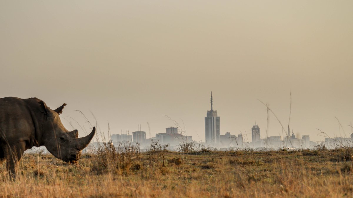 africaexclusive's tweet image. Our Product Development Manager Philippa will be attending @MKTravelExpo in Nairobi catching up with old friends and making new ones #MKTE