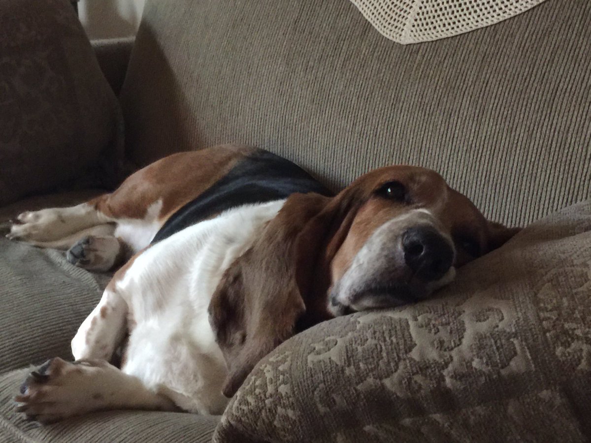 bbbbethc's tweet photo. @Phil_Sledge #MissDorie #dogsoftwitter https://t.co/0NVw890BxL