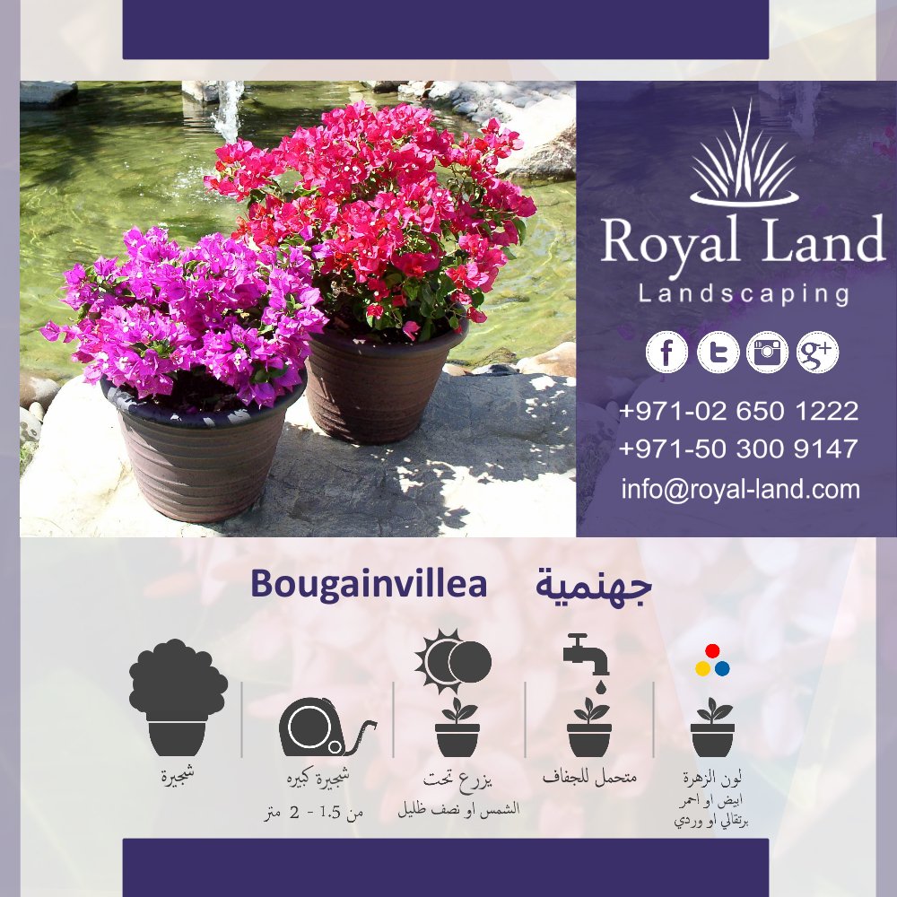 #جهنمية #Bougainvillea
#شجيرة #شجيرات #حديقه #امارات #ابوظبي #UAE #الشامخة #مدينة_خليفة #مدينة_محمد_بن_زايد #مصدر #الشوامخ #الشهامة