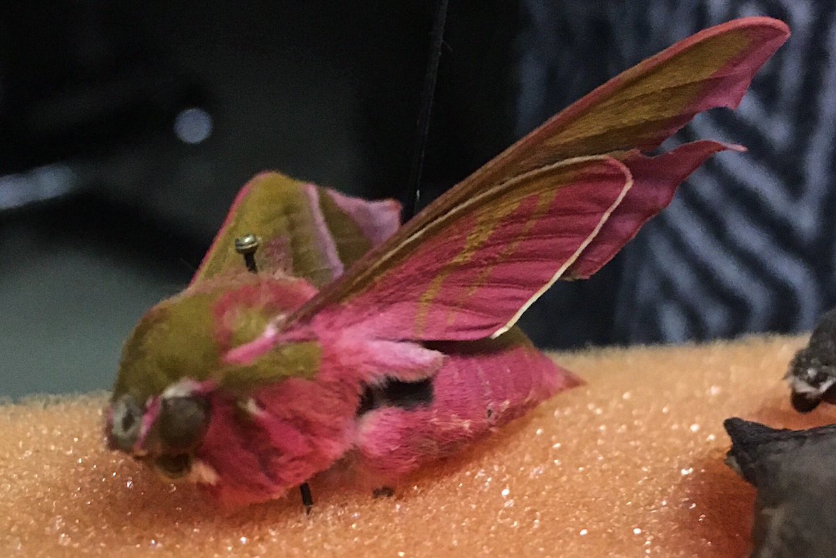 MadchensArmy's tweet photo. Hanging out with these beauties (Deilephila elpenor) and learning about their remarkably complex brains. I love being a biologist. https://t.co/myGbmr2oPk