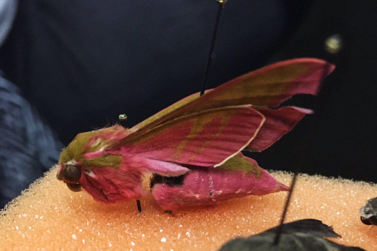 MadchensArmy's tweet photo. Hanging out with these beauties (Deilephila elpenor) and learning about their remarkably complex brains. I love being a biologist. https://t.co/myGbmr2oPk