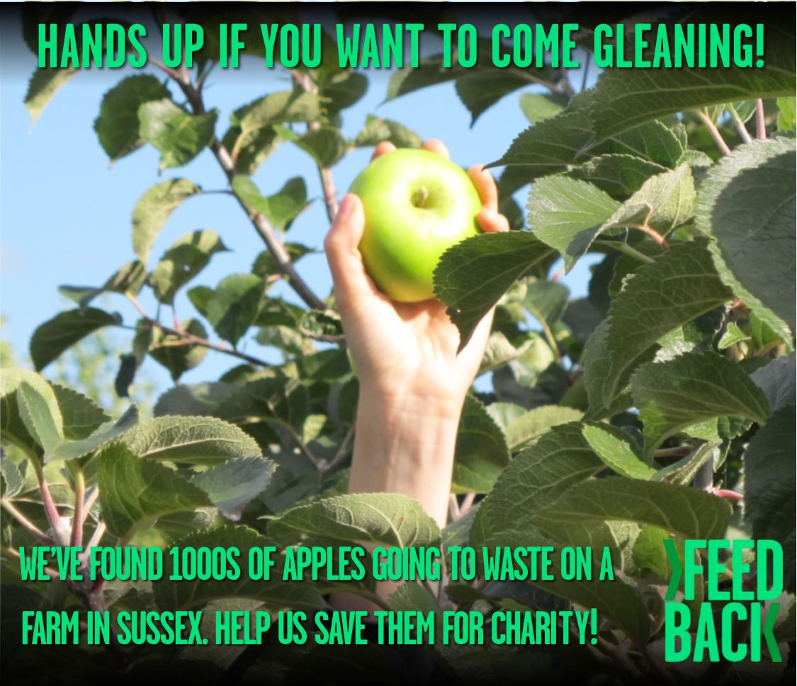 Gleaning Sussex tweet media