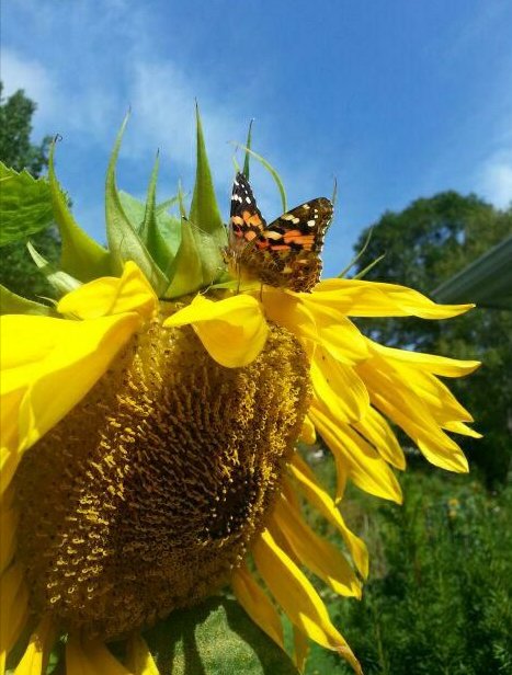 NetwurxSocialM's tweet photo. This photo was taken Sunday in the garden this l'il butterfly has been hanging out for the last week. Summery Autumn days https://t.co/0gT0U14wQS