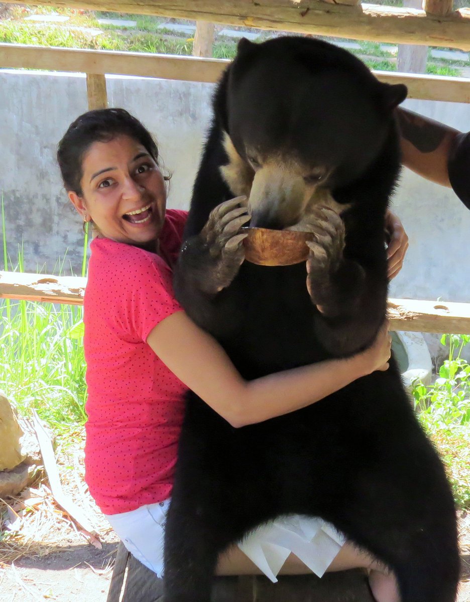 MangoTraveler's tweet photo. My reaction 😳+😃 when he sat on my lap.
#MangoTraveler #ThrillThrush #Throwback #Bali #Indonesia
#SunBear #PodChocolate #SoloTraveler https://t.co/Z9Ya1RqHAW