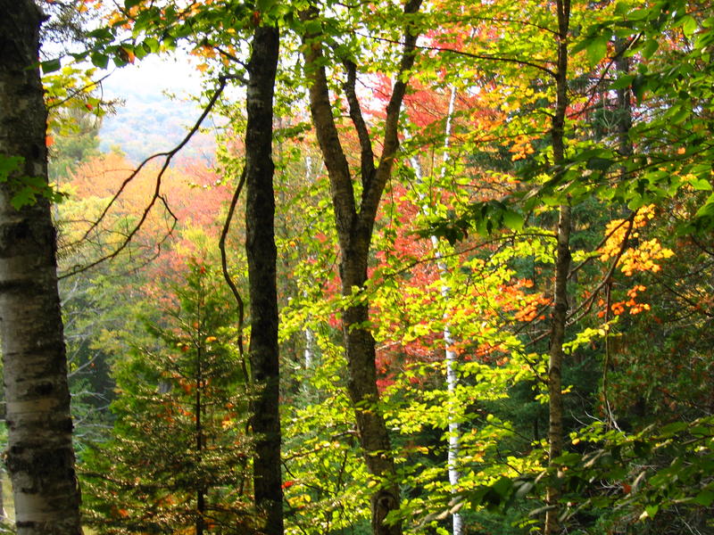 Taking Stock Of Vermont's Forest Loss dlvr.it/PqKHgj https://t.co/Vomon1wG12