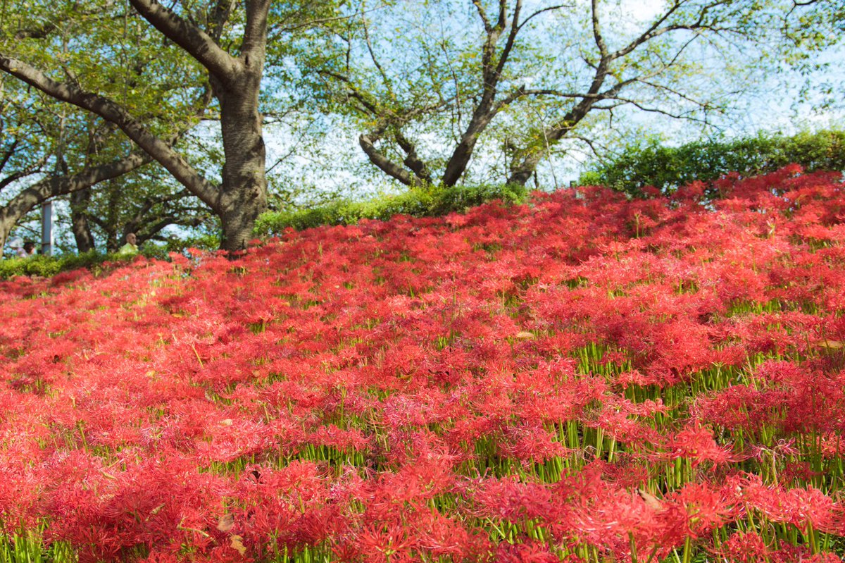 wingfarm's tweet photo. 彼岸花で真っ赤に染まる権現堂桜堤。アゲハチョウ狙いで行ってみた😃

#彼岸花
#曼珠沙華 https://t.co/Q0BsLNvqEn