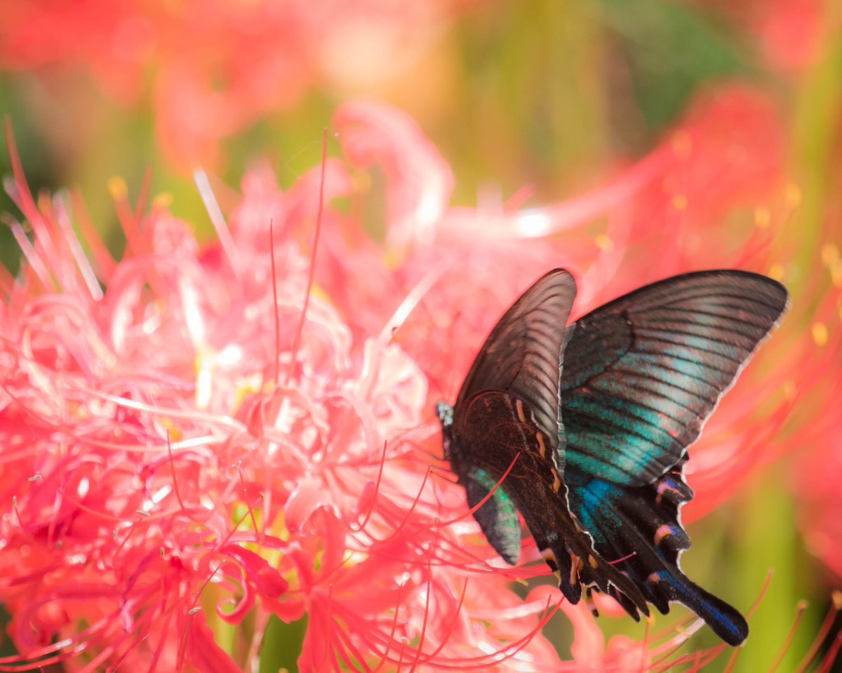 wingfarm's tweet photo. 彼岸花で真っ赤に染まる権現堂桜堤。アゲハチョウ狙いで行ってみた😃

#彼岸花
#曼珠沙華 https://t.co/Q0BsLNvqEn