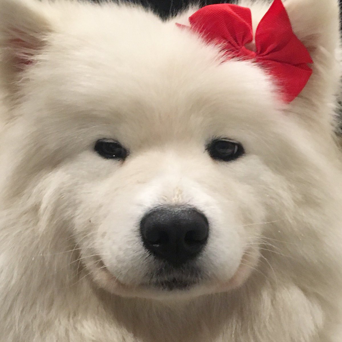 Poppet the samoyed tweet media