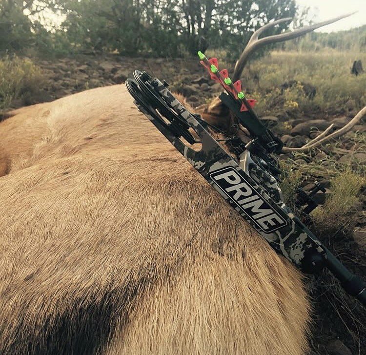 Grady Schneider with a bull down. #PrimeArchery #PrimeSeason