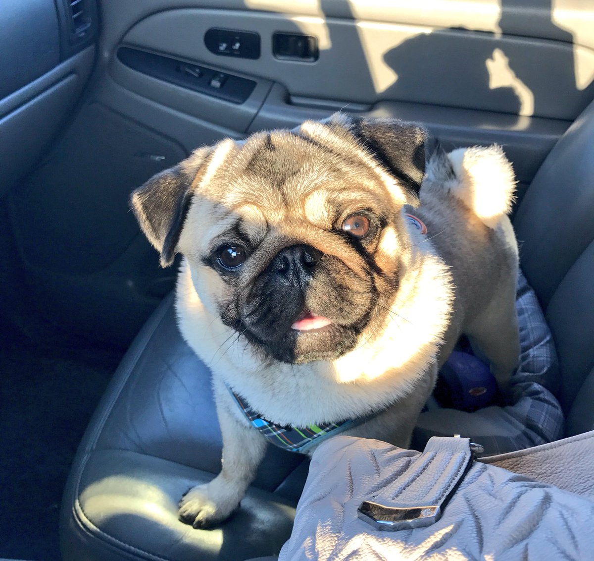 snuggle_pugs's tweet photo. Wish Carl luck! It's ✂️day🐾😬 https://t.co/qY03rojC66