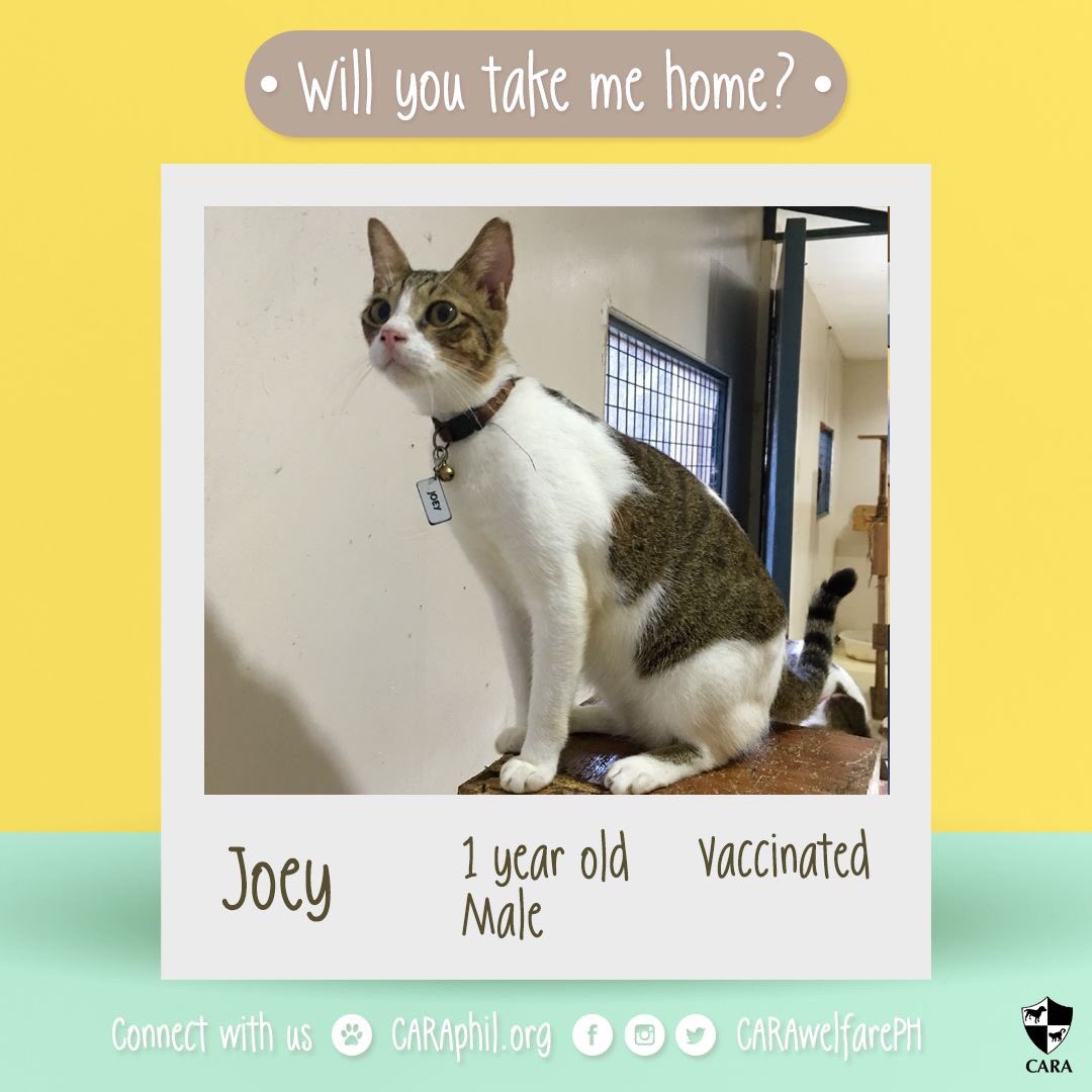 carawelfarePH's tweet photo. #AdoptableOfTheWeek: Joey! This friendly kitty is looking for his forever home! How to adopt: https://t.co/agtCXd3bVH https://t.co/95UcLX2fxp