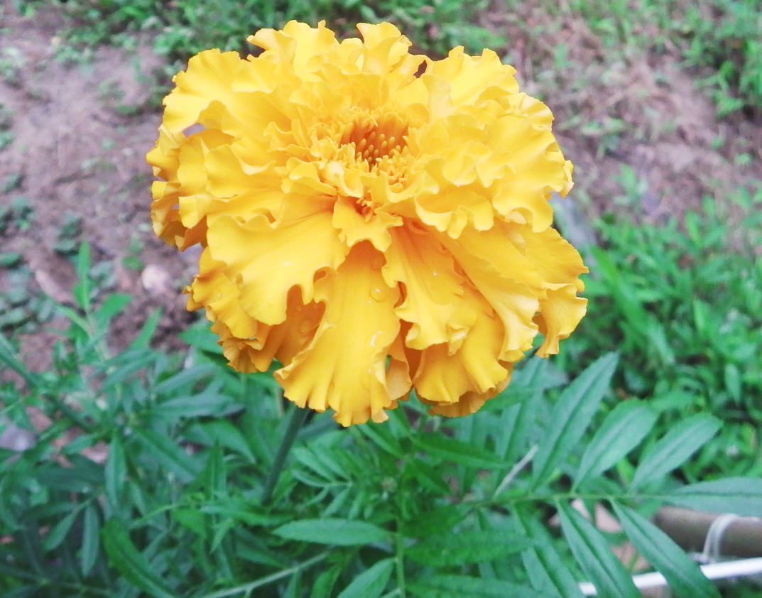 Yuki K 菜園で病害虫を抑えるために コンパニオンプランツ として センジュギク をナスと一緒に混植しています 千寿菊 アフリカンマリーゴールド etes Erecta Mexicanmarigold Asteraceae メキシコ原産 花 Flowers T Co K2mrr6uafo