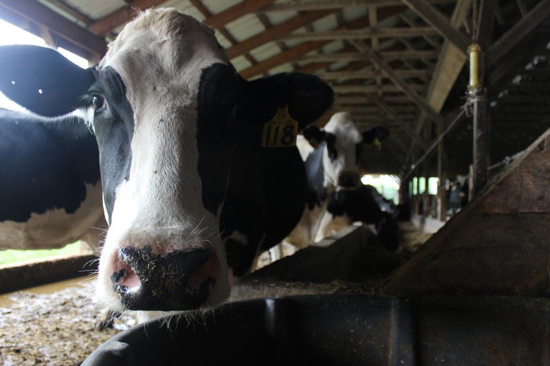 Fact-Checking Our Vermont Dairy Industry Discussion dlvr.it/PqNs5P https://t.co/x58HT0KO8H