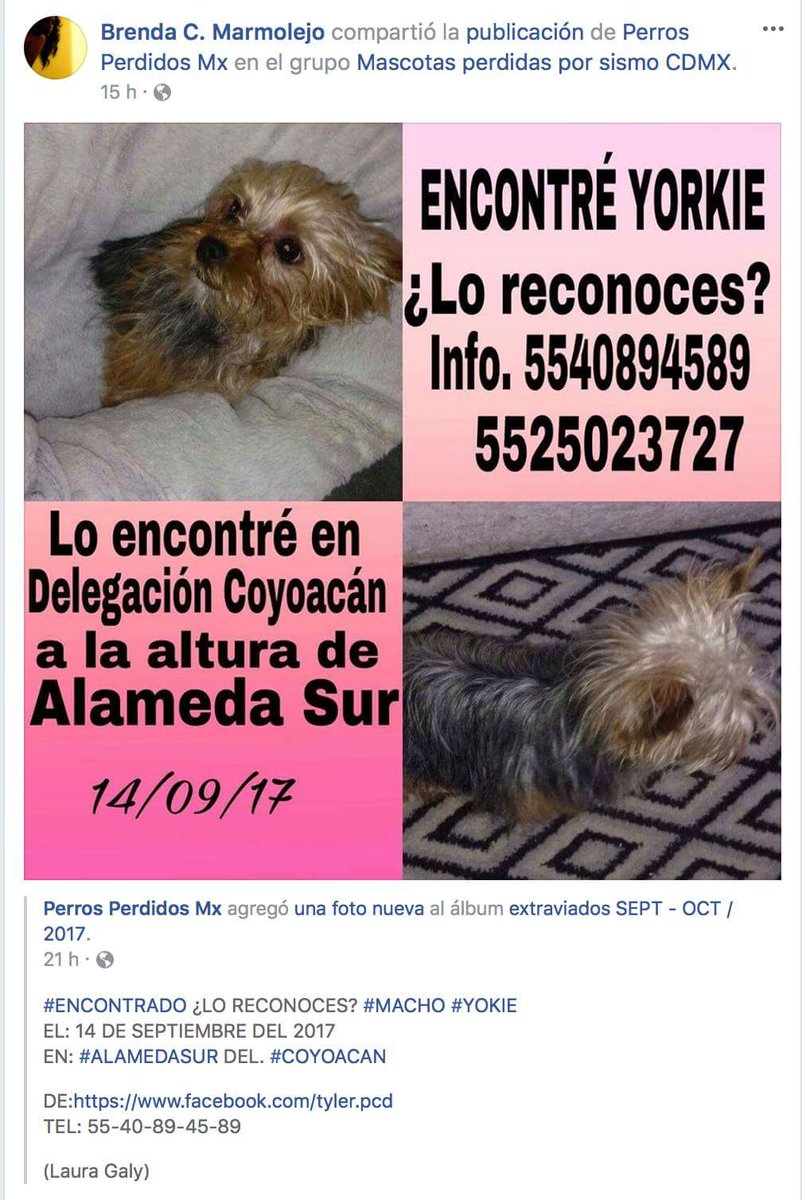 Otro pequeño en busca de su humano #Yorkie #Coyoacan