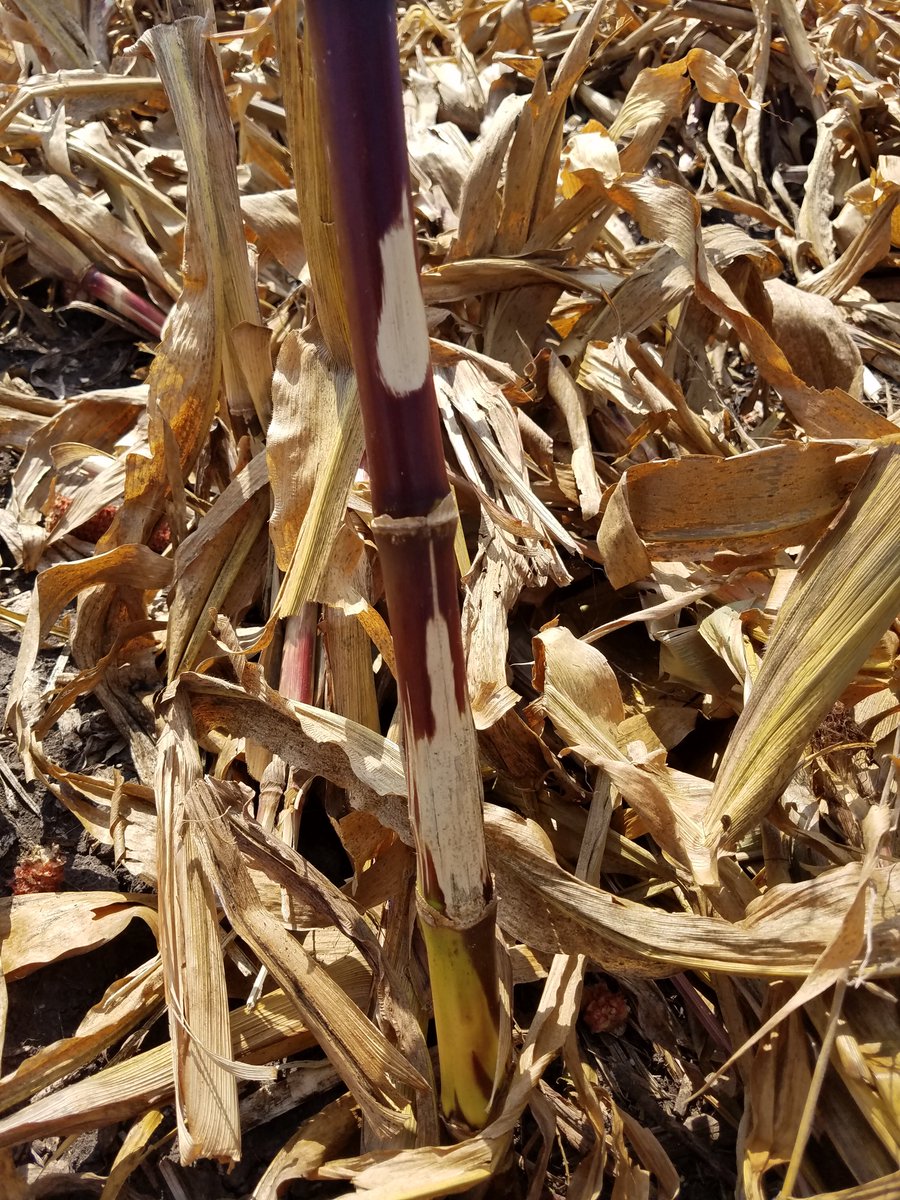 AGandythompson's tweet photo. Corn harvested 1 week ago illustrates significance of @YetterFarmEquip #devastator is enhanced residue decomposition from crimped stalk. https://t.co/SlTBMGk4Du