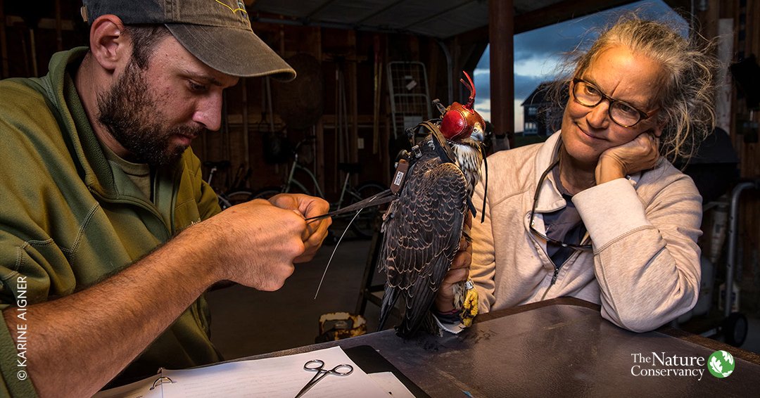nature_brains's tweet photo. A backstage ticket to raptor tagging. #SciFieldWork https://t.co/FrqBxL0m45 https://t.co/gHsYzGCFb5