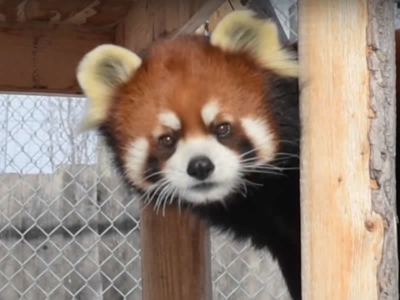 Last Chance to See the Red Panda dlvr.it/PqLybp https://t.co/vUYlswjO5d