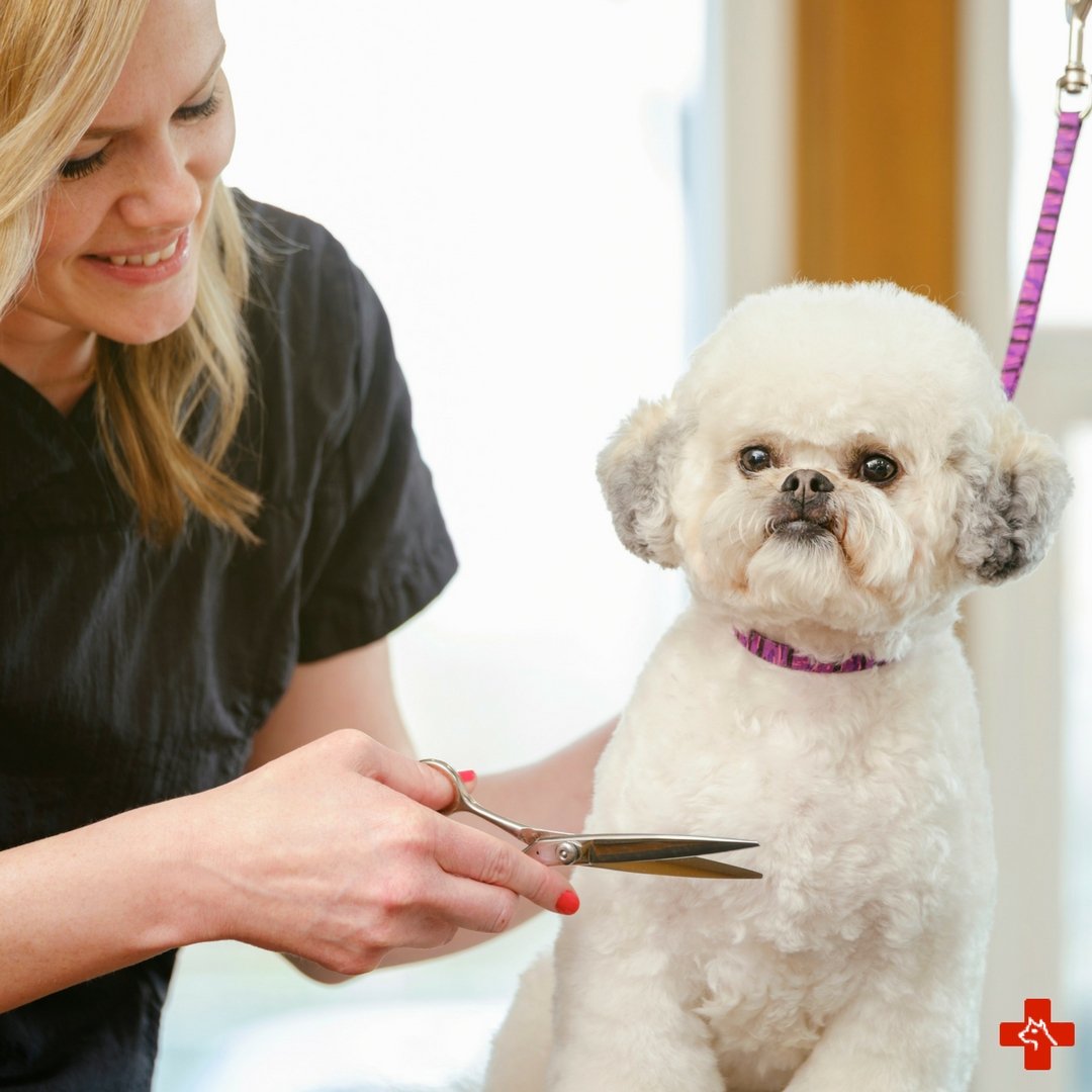 Курсы груминга. Арчибальд груминг салон аэропорт. Парикмахер для животных. Грумер с нуля. Мальтипу собака груминг.