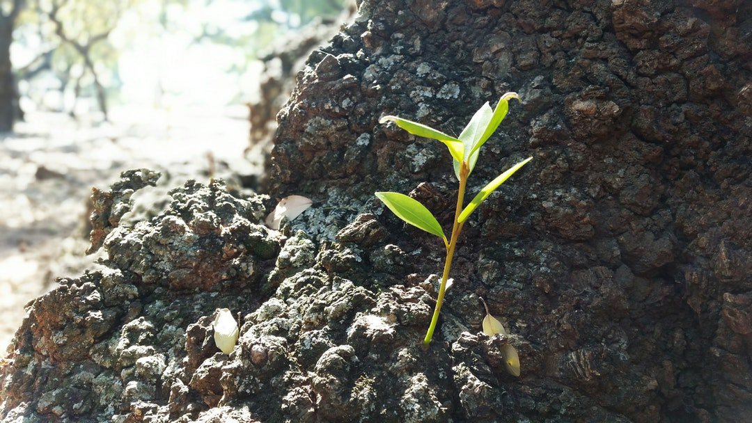 CGPIndia's tweet photo. Photo By Bianca Afonso | Unsplash 
 #mentalhealth #mentalhealthawareness #mentalhealthmatters #mentalhealthrecovery #mentalhealthday https://t.co/oM1yTSHUeM