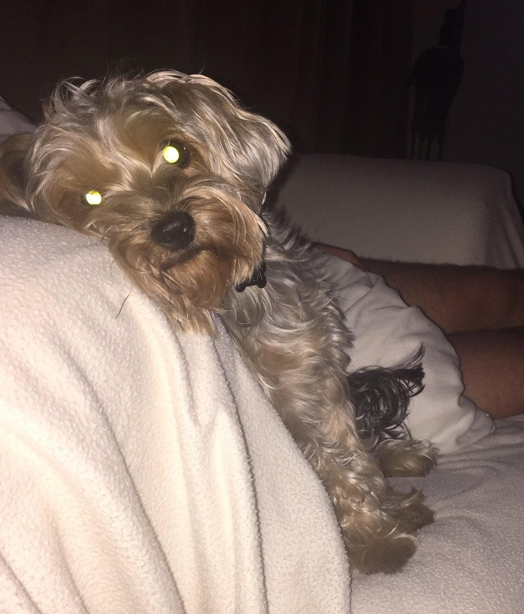 Loopylola the yorkie tweet media