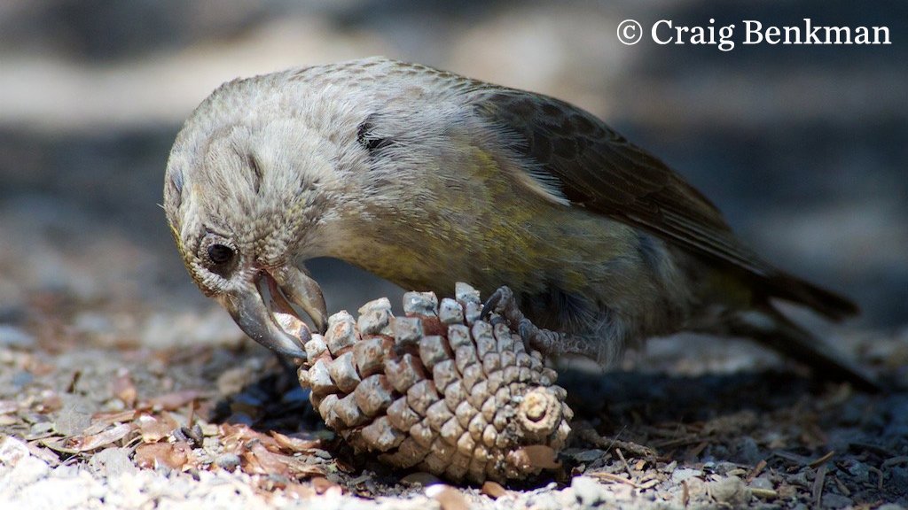 The Nature Conservancy tweet media