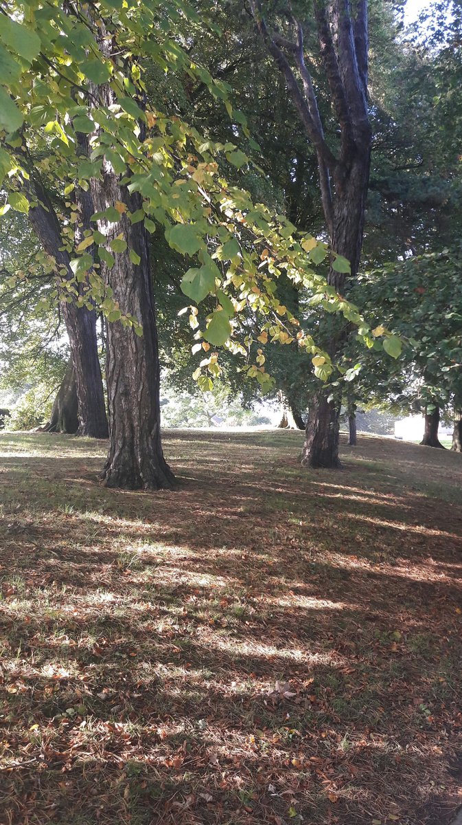 Ward Park walk home... stunning.