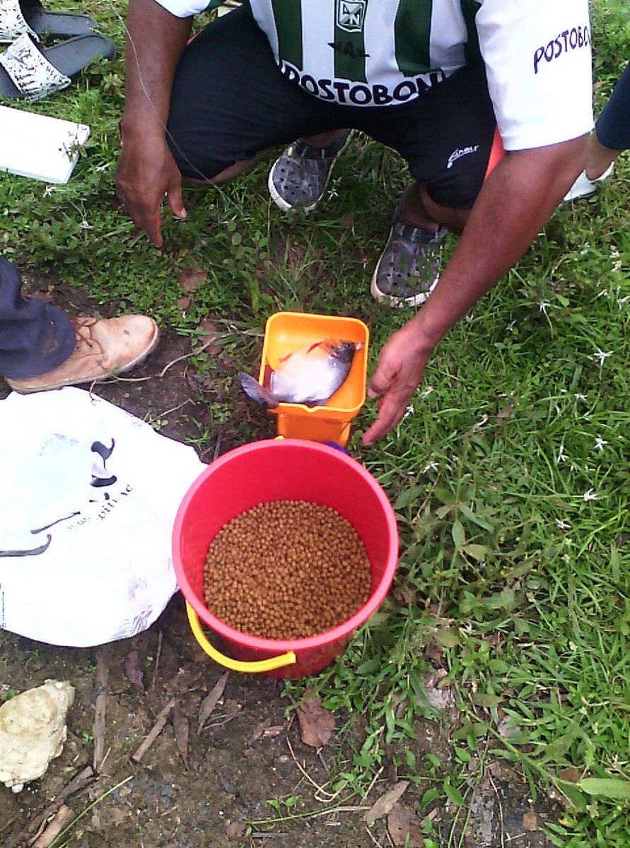 alejo_carcamom's tweet photo. Practica de campo con productores piscícolas  aprendices del cfma realizando análisis fisicoquímicos de agua para piscicultura. https://t.co/uFTYuoV15W