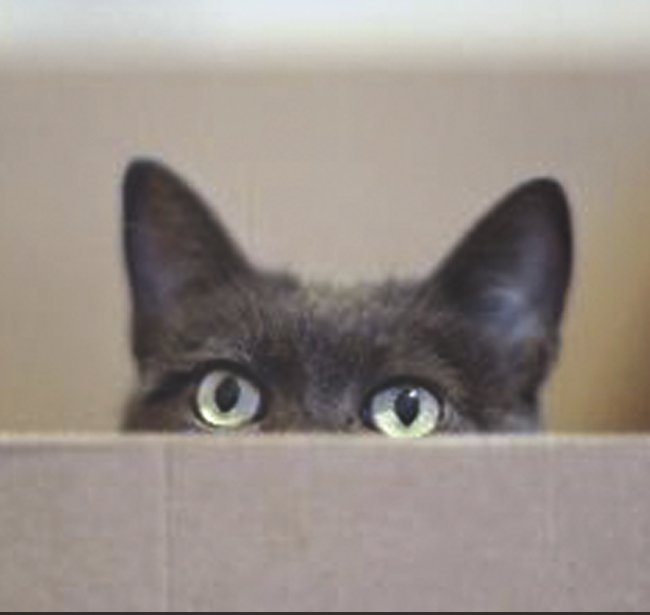 TLCPetBoarding's tweet image. What if there is no cat in the box...

tlcpetboarding.com

#PhilosophicalHumor #Humor