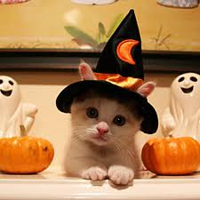 AbsolutePetCare's tweet photo. Dressing your #pets up for #Halloween?
Make sure to check out these safety tips!
https://t.co/TQOXyZMa6E
#Kids
#Family
#Safety
#Dogs https://t.co/eG0QENkehe