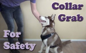 EarSolv's tweet image. Collar Grab Game - dogtrainingdiaries.co.uk/2017/09/25/col… essential behaviour that absolutely must be taught to your dog, especi...