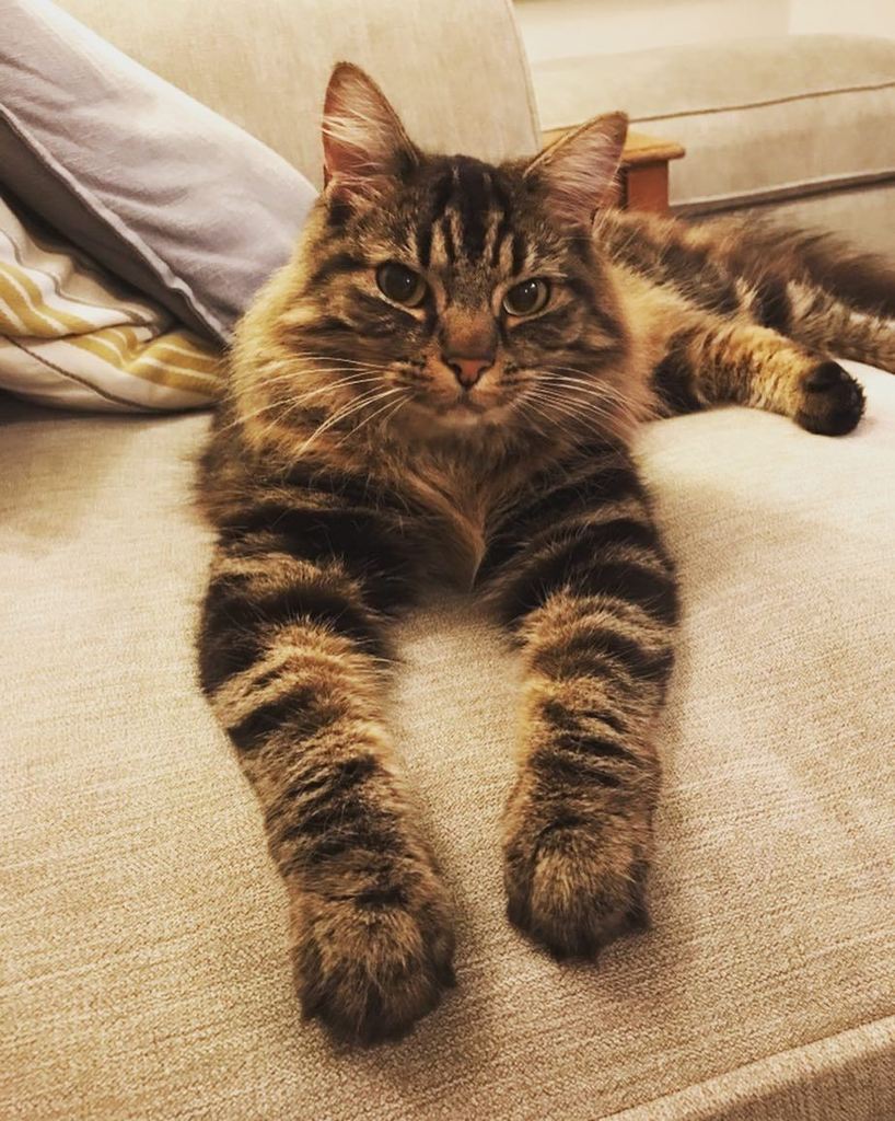 My gorgeous cat Teddy is turning into a big boy 🦁 #cats #cute #kitten #pets #paws #cutepets #lovecats #photoofthed… ift.tt/2xFZmQL