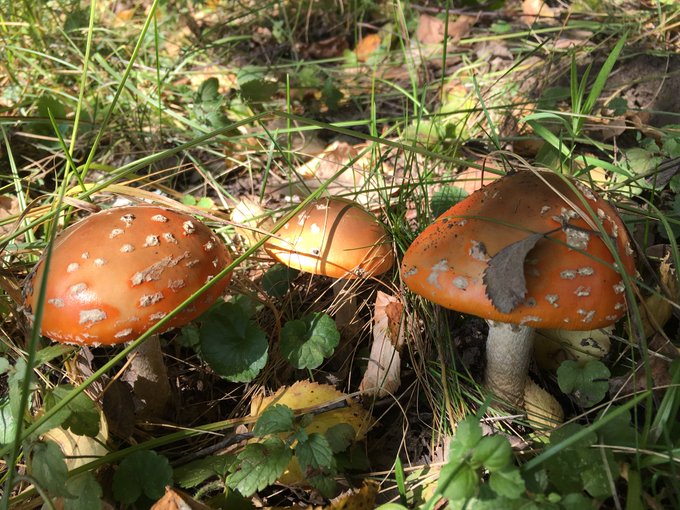 Ed Kuzovlev’s pics and videos