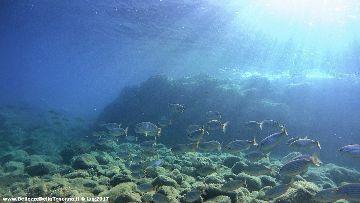 Ah bene fra i #pesci ...

#fishes #Toscana #scuba #PuntaFalcone #seascape #Piombino #sealife #underwater #diving #snorkeling #sea #mare #sub