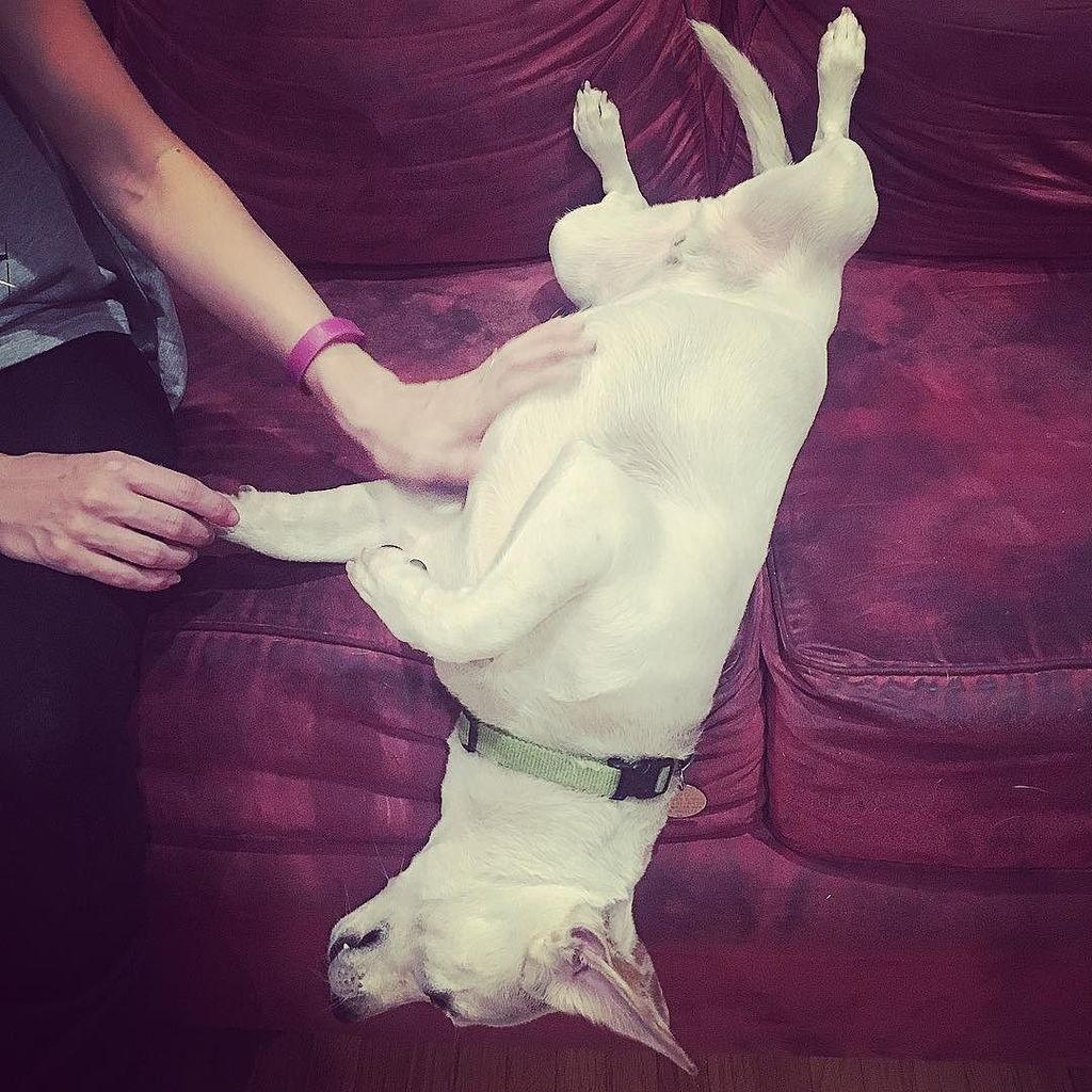 BrandonRuling's tweet image. Bellah Rubs!! ift.tt/2xG3SPl