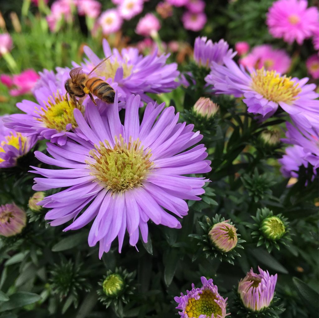findagarden's tweet photo. Happy Monday! #asters #fall #flowers https://t.co/nxOzqr8cEK