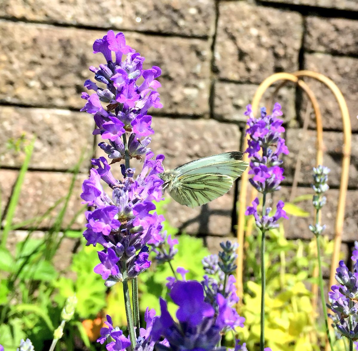 lowra_mcgonagle's tweet photo. Butterflies loving the lavender! #peacock @iNatureUK @insectmigration @britbutterflies @ukbutterflies @WildlifeInTheUK @wildlife_uk https://t.co/Re0Zix7GWb
