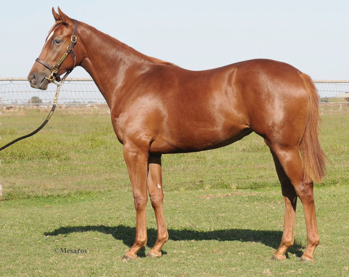 Sueshorse's tweet photo. Half sister to Stakes placed Fantasy of Luck selling at #Barretts Hip 134 Cal Bred Paddy O'Prado https://t.co/soLNWUI3HZ