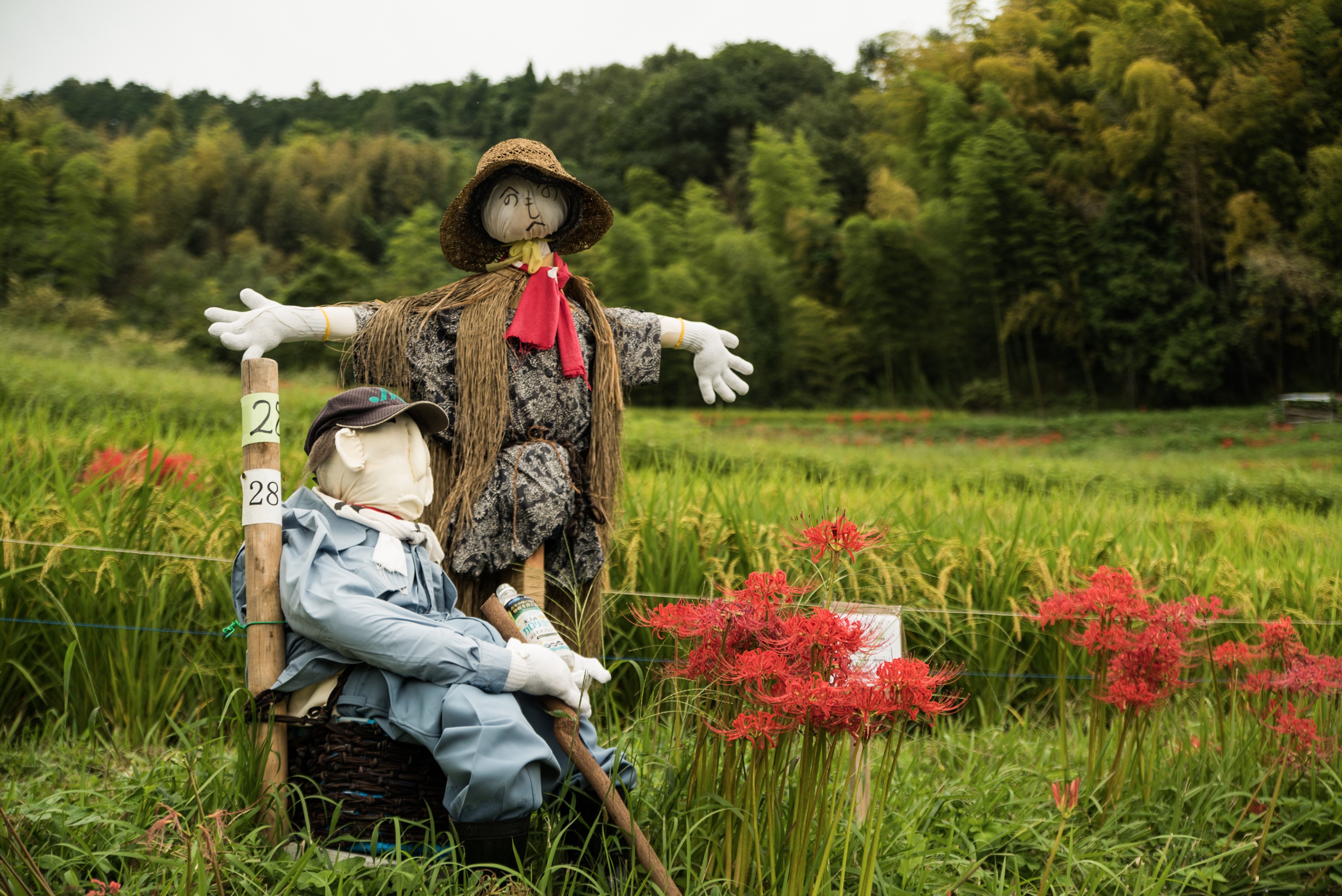 彼岸花祭り Twitter Search Twitter