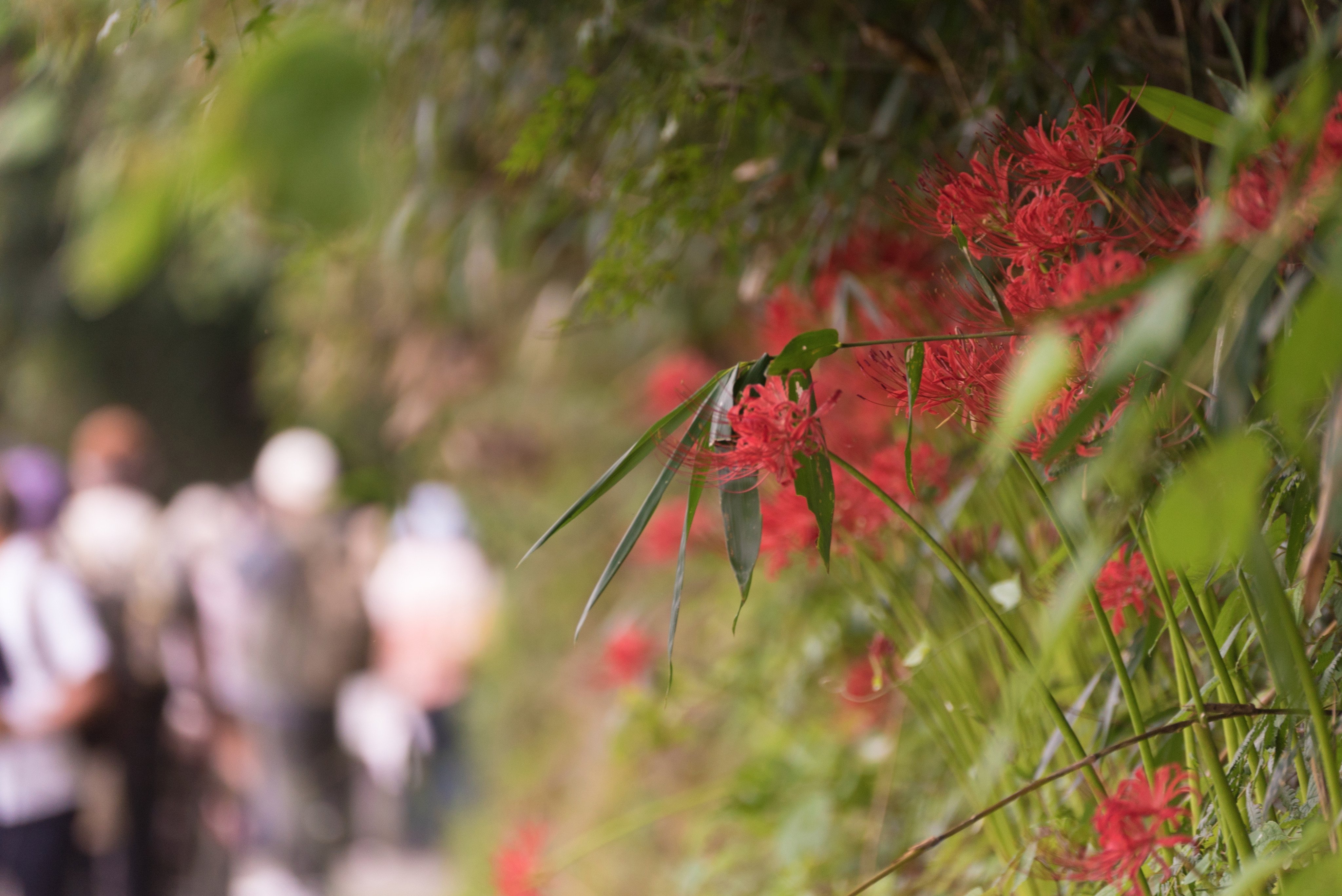 彼岸花祭り Twitter Search Twitter