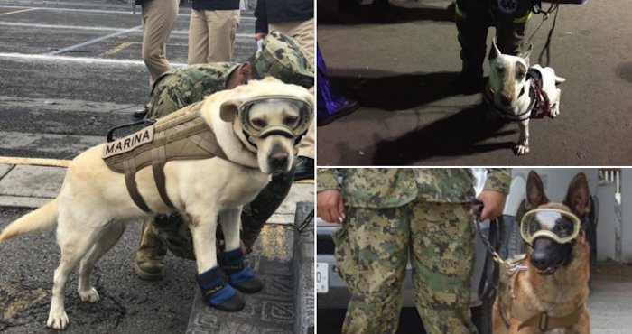 SinEmbargoMX's tweet photo. Si hay que repartir medallas, los perros rescatistas Frida, Eco, Titán, Evil y Lord salen victoriosos https://t.co/7KO7V80vpi https://t.co/AUaSBKh1a3