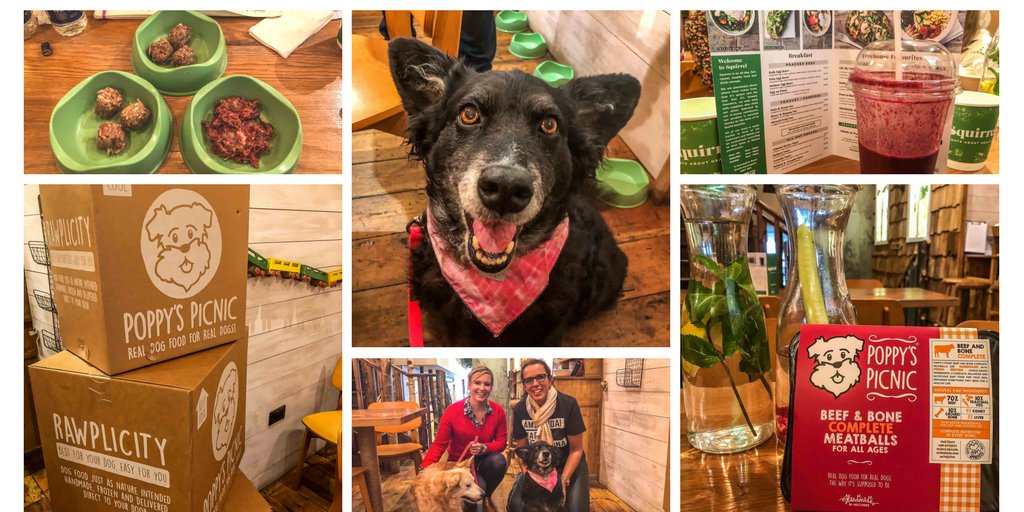TheDogvine's tweet photo. NEW BLOG: Healthy Hounds Hangout @wearesquirrel w/ @poppyspicnic https://t.co/vzzdwXwMu2 #londondogs #dogfriendly #nutsaboutdogs #kensington https://t.co/UpGvy889AL