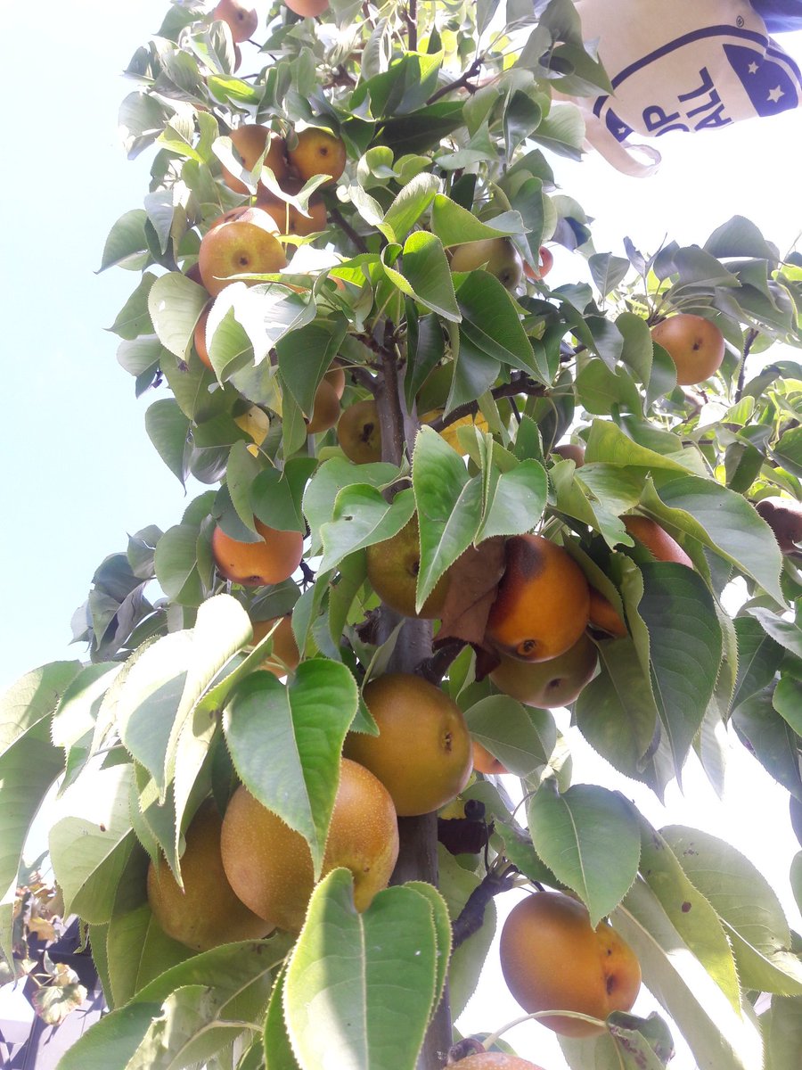 LakeCountyHolly's tweet photo. Picked Asian pears from the backyard. What a haul! #edibleLandscaping #RichBeyondMeasure https://t.co/51bX364aYX