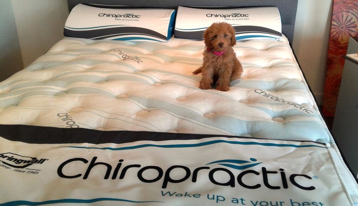 SpringwallSleep's tweet photo. Lil Charlie loves the Premium Ultra Plush Chiropractic mattress at @AmazingSpaceInt s by #Springwall #CCA #BuiltForSleepSince1949 https://t.co/f5N9DwjJyq