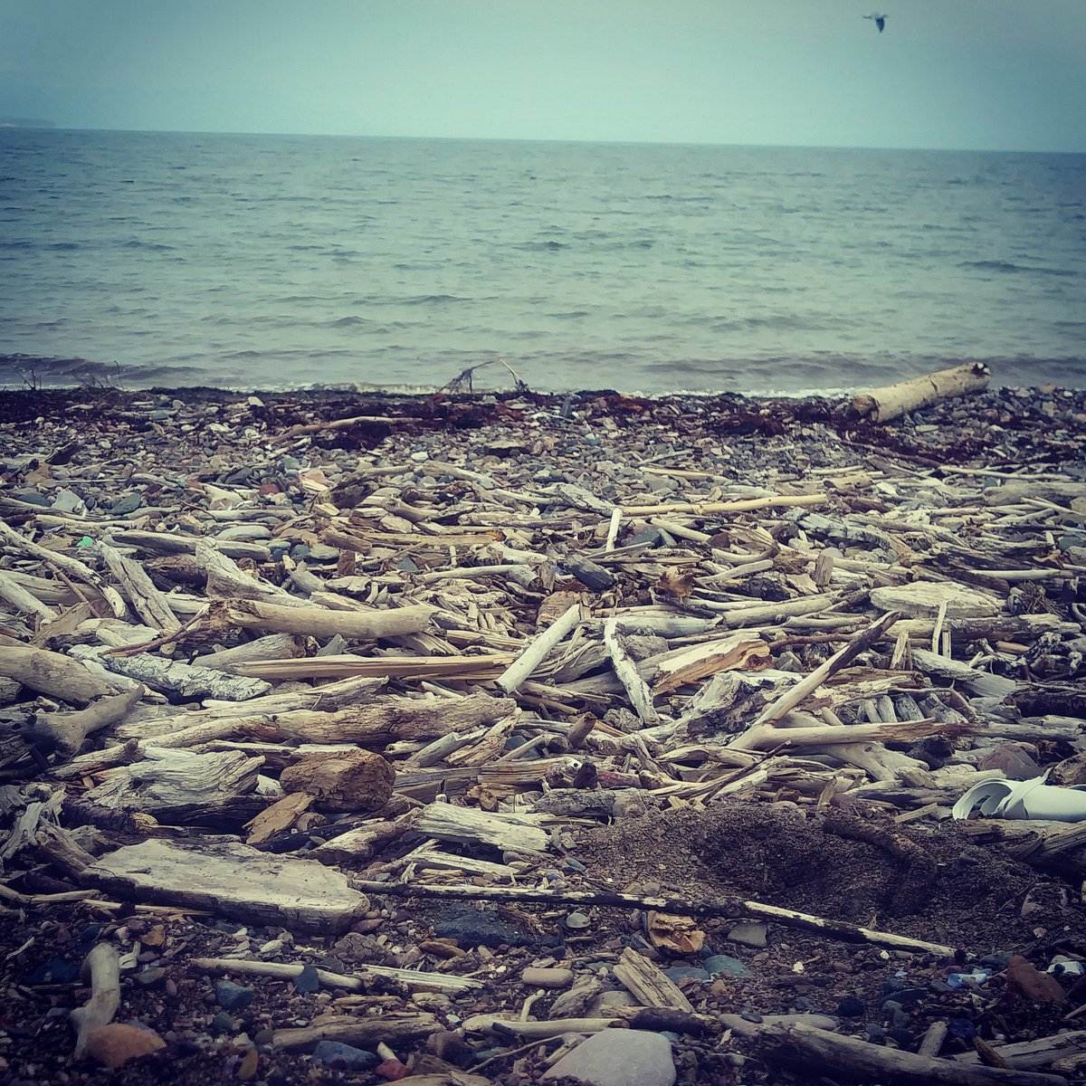 Raspberryhillnb's tweet image. Driftwood picking. Beautiful day. 
#driftwood #crafts #beach #nb #fall #homestead #MondayMotivation