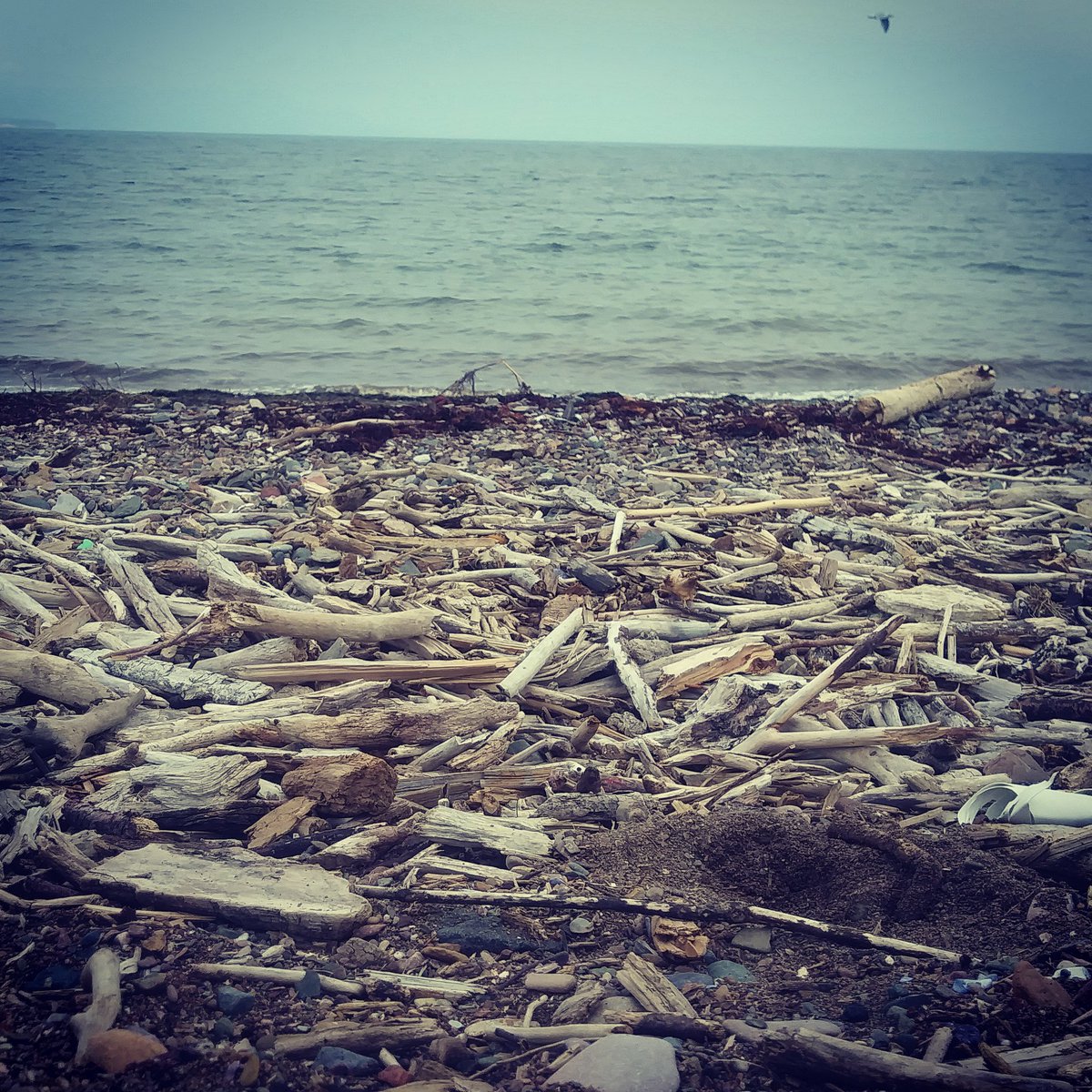 Driftwood picking. Beautiful day. 
#driftwood #crafts #beach #nb #fall #homestead #MondayMotivation