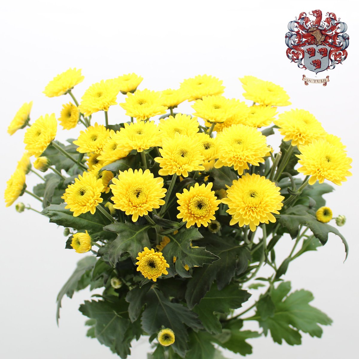 ChrisBFH's tweet photo. Vanaf deze week nieuwe bos productfoto's #chrysant  #Linflowers https://t.co/tApt7I1YhG