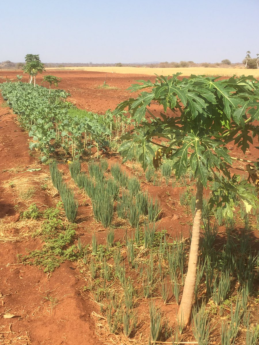 P_VanDamme_EU's tweet photo. #EUonTour visits wheat fields &amp; preparation summer maize (in rotation with just harvested sugar beans). Total 42 ha, 82 mbers @euinzim https://t.co/3BmFZh1rHt