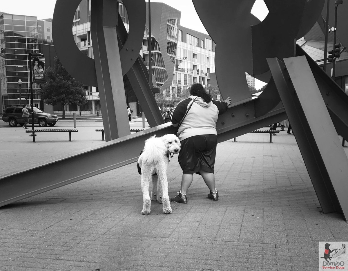 DominosDogs's tweet photo. Buddy the standard poodle and his person are such a great #servicedog team and work hard! Go Buddy! https://t.co/55X0MJcn3J